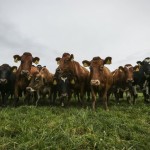 Fonterra Farmers to Receive Financial Incentives for Climate Efforts