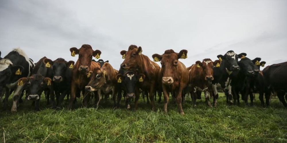 Fonterra Farmers to Receive Financial Incentives for Climate Efforts