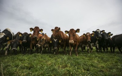 Fonterra Farmers to Receive Financial Incentives for Climate Efforts