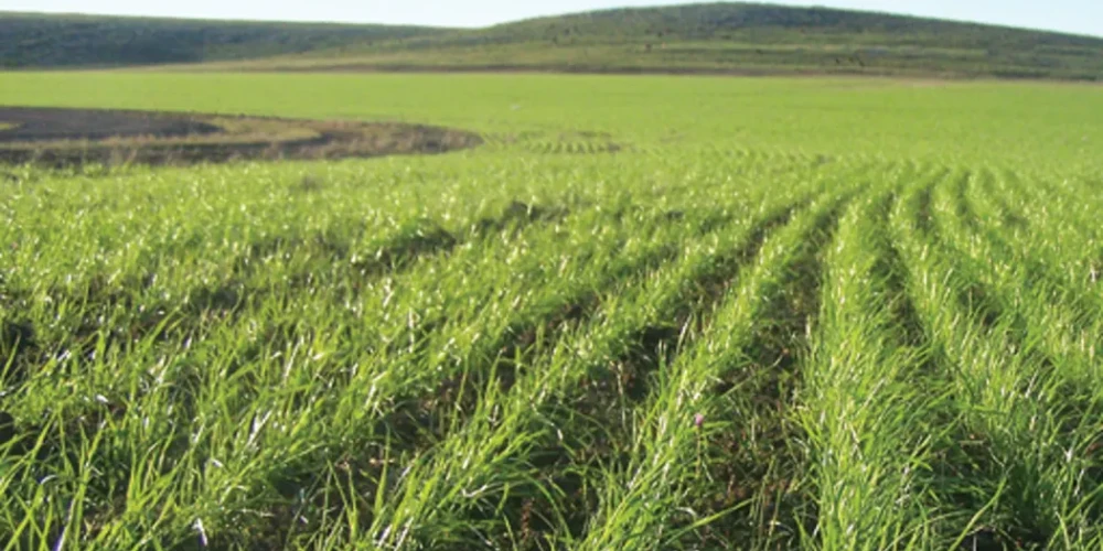 Controlling weeds without the chemicals