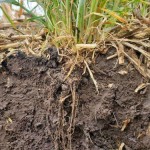 Building a Sustainable Future Through Soil Health and Regenerative Agriculture