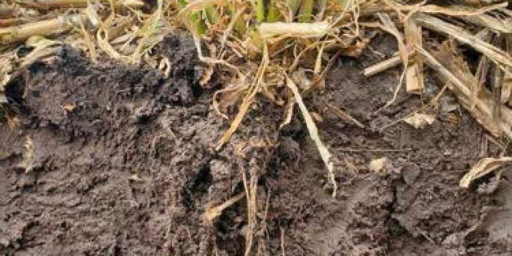 Building a Sustainable Future Through Soil Health and Regenerative Agriculture