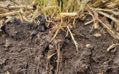 Building a Sustainable Future Through Soil Health and Regenerative Agriculture