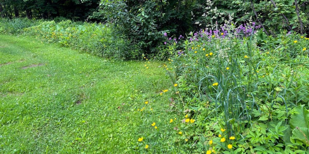 The way to get better soil and more food is to let weeds grow