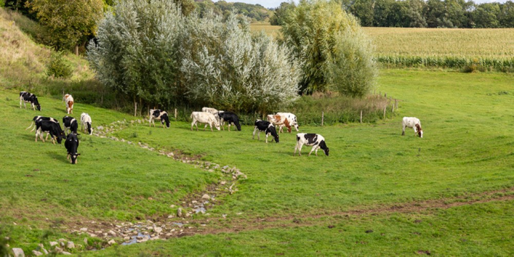 Regenuary- What Is It and How Can It Benefit Farmers?