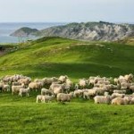 Atkins Ranch - Regenerative Lamb Farming Puts More Back Into Farmers’ Pockets