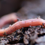 New Zealand’s First Earthworm eDNA Soil Test - A Breakthrough in Agricultural Applications