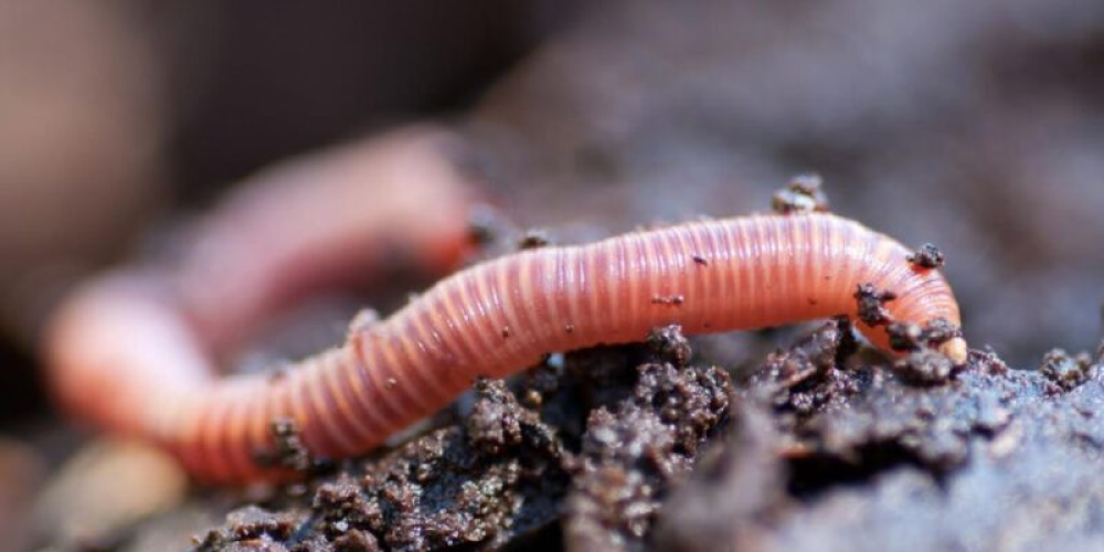 New Zealand’s First Earthworm eDNA Soil Test - A Breakthrough in Agricultural Applications