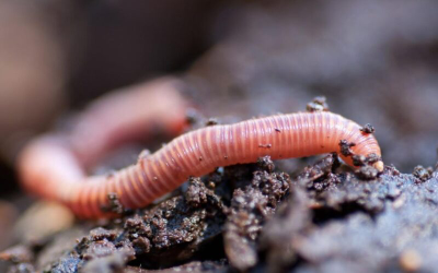 New Zealand’s First Earthworm eDNA Soil Test - A Breakthrough in Agricultural Applications