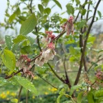 Organic Hawkes Bay Blueberries an example of both intensive and sustainable production