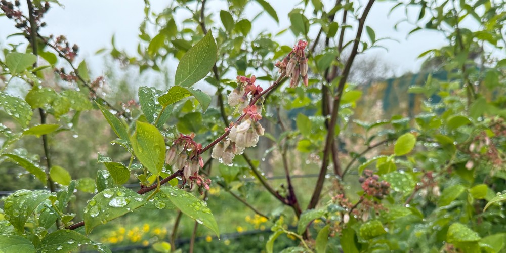 Organic Hawkes Bay Blueberries an example of both intensive and sustainable production