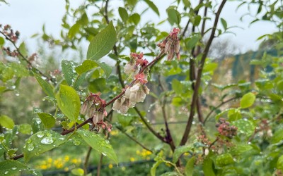 Organic Hawkes Bay Blueberries an example of both intensive and sustainable production