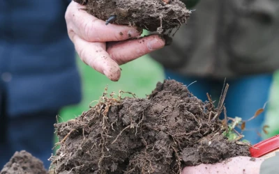 Brewing a Sustainable Future: The Story Behind Carlsberg's First Regenerative Beer