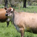 Natural Farming Success at Golden Bay's Rockhaven Farm