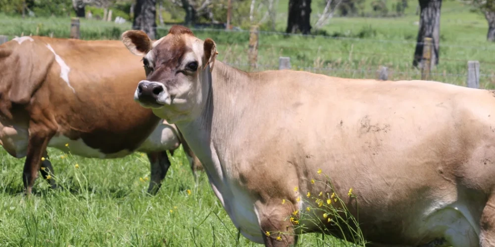 Natural Farming Success at Golden Bay's Rockhaven Farm