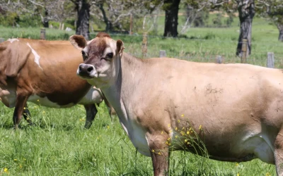 Natural Farming Success at Golden Bay's Rockhaven Farm