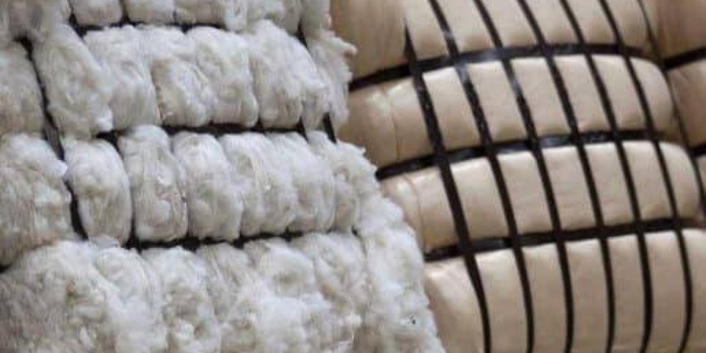 Future-proofing the New Zealand wool industry