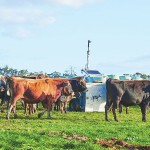 Hawke’s Bay Farmer Boosts Cattle Efficiency with Auto Weigher Technology