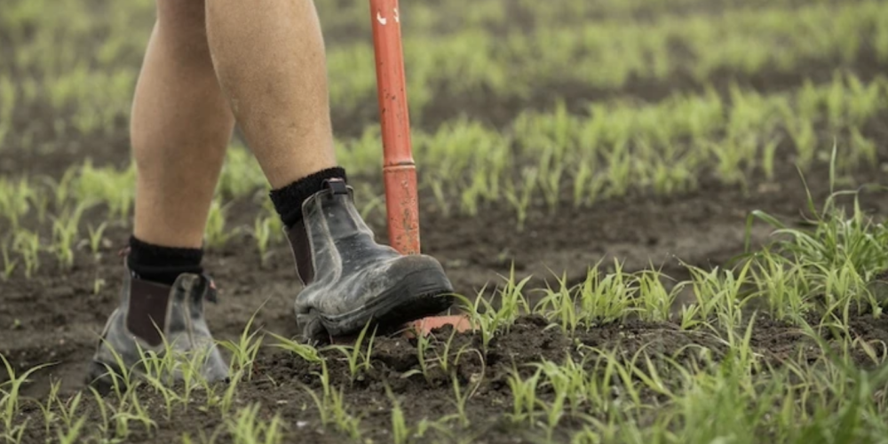 Can intensive veggie farming heal the soil? Two years of investigation, visualised