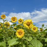 Sunflower Farms in Hawke's Bay - A Symbol of Resilience Post-Cyclone Gabrielle