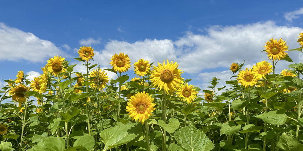 Sunflower Farms in Hawke's Bay - A Symbol of Resilience Post-Cyclone Gabrielle