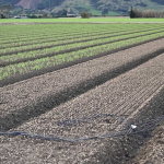Rebuilding Soil Health in Aotearoa - Woolworths NZ’s White Paper on Regenerative Agriculture