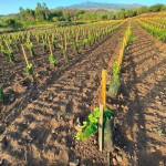 Building vineyard soil health