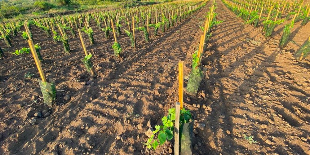 Building vineyard soil health