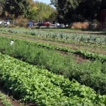 Regenerating Soil Health through Organic Farming: Park Farming Organics’ Story