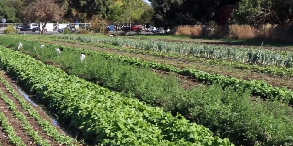 Regenerating Soil Health through Organic Farming: Park Farming Organics’ Story