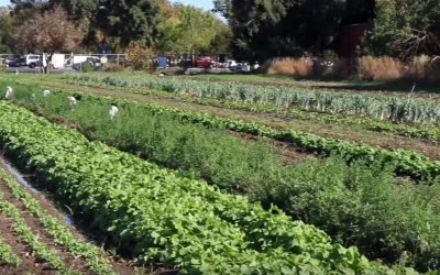 Regenerating Soil Health through Organic Farming: Park Farming Organics’ Story