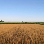 Diversified Cropping Systems Enhance Nitrogen Supply but Fail to Boost Soil Carbon, Study Finds