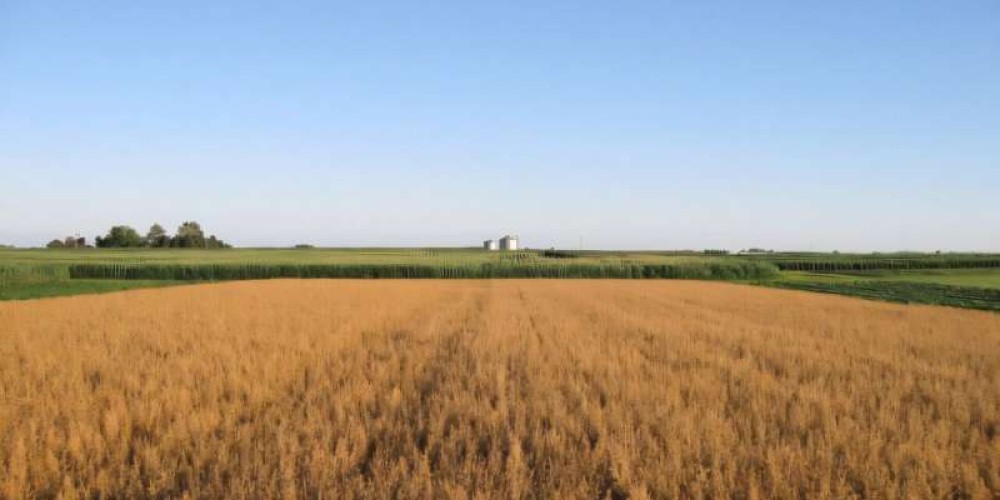 Diversified Cropping Systems Enhance Nitrogen Supply but Fail to Boost Soil Carbon, Study Finds