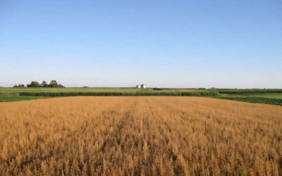 Diversified Cropping Systems Enhance Nitrogen Supply but Fail to Boost Soil Carbon, Study Finds