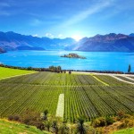 New Zealand Chardonnay - A Small but Growing Force in Global Wine Exports