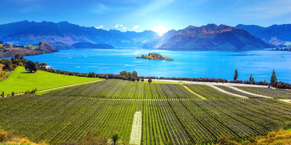 New Zealand Chardonnay - A Small but Growing Force in Global Wine Exports