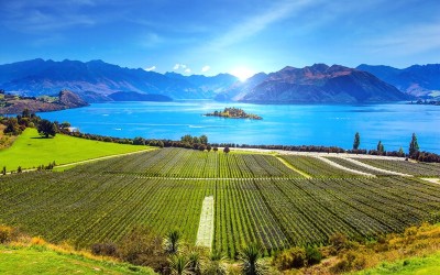 New Zealand Chardonnay - A Small but Growing Force in Global Wine Exports